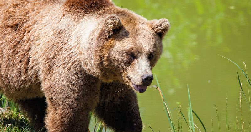 ¿Como favorece el Aceite sintético de Oso? 🐻