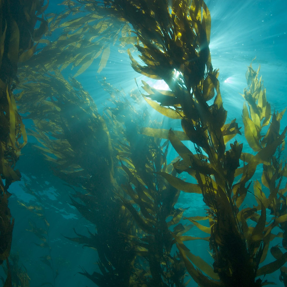Alga kelp para bajar de peso