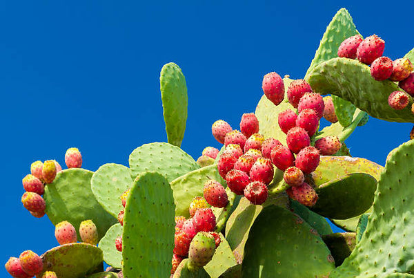 BENEFICIOS DEL NOPAL PARA EL ORGANISMO